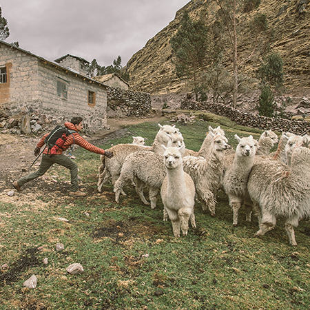 Becoming friendly with a large group of alpacas while traveling in Peru, a hiker reaches out to say hi.