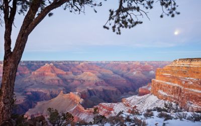 The Grand Canyon sprawls out behind a tree sitting in the foreground with canyon walls that are speckled with snow.