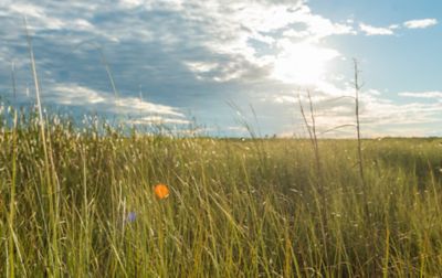 Tall green blades of grass sparkle in the sunlight in Everglades National Park.