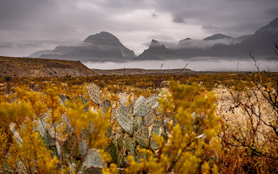 Muted green cacti surrounded by blurry yellow flowers sit in the foreground of Big Bend National Park as stunning black-and-gray mountains appear in the background cloaked in fog.