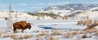 A majestic bison stands alone amid a snow-covered landscape near a frozen river with hills in the background.