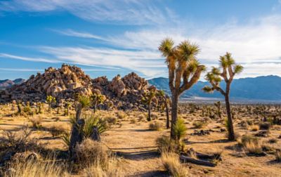 A sunny blue sky expands over the scenic desert at Joshua Tree Natonal Park.