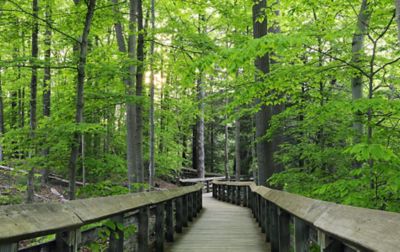 A bridge unfolds into a gorgeous verdant forest at Cuyahoga National Park.