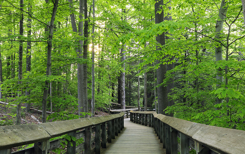 A bridge unfolds into a gorgeous verdant forest at Cuyahoga National Park.