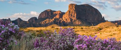 A towering rock face stands in the background with a field of purple wildflowers in front of it at Big Bend National Park.