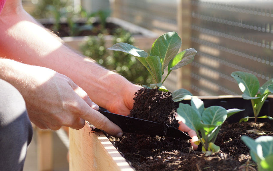 A close-up photo of a pair of hands digging in a box of potted plants. 
