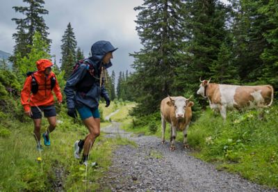 Matt and Lauren pass two cows on their trail run in the Alps.