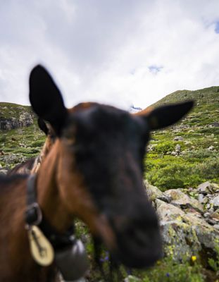 Close up of a mountain goat.