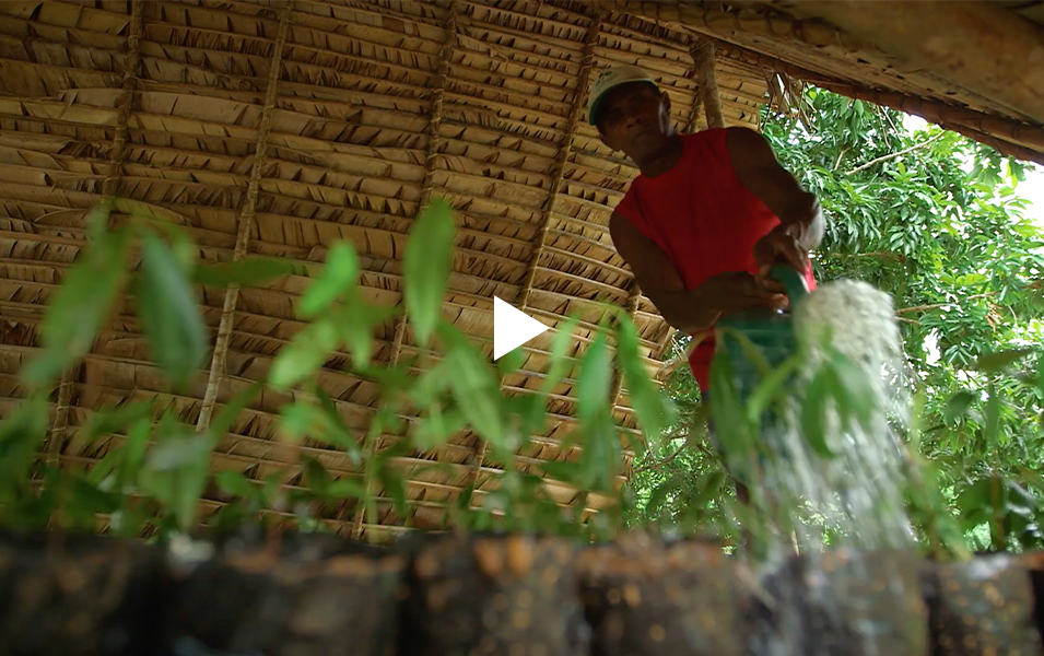 Man watering plants in bamboo hut. Video link.