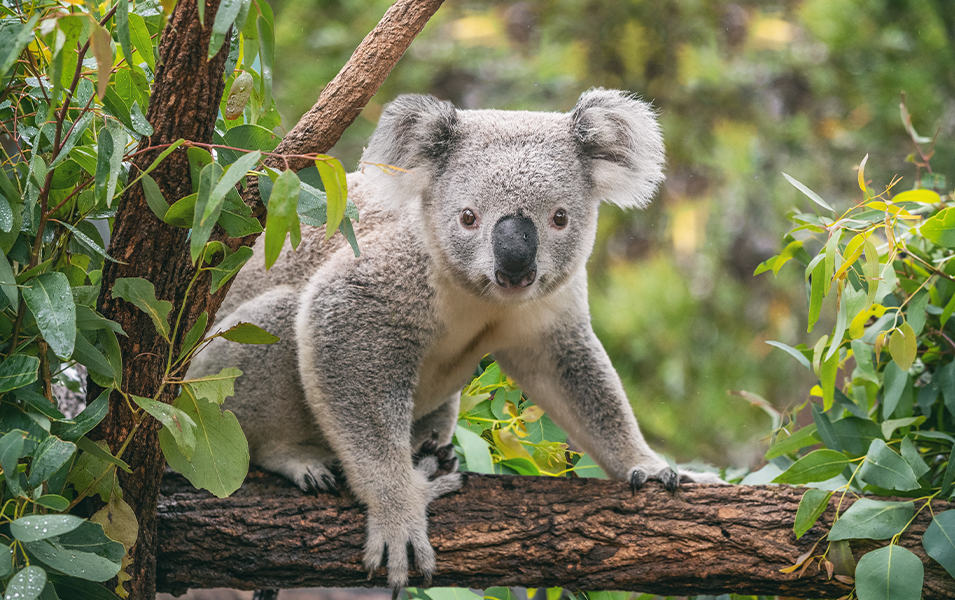 A fluffy gray koala looks directly at the camera as it sits on a thick tree branch surrounded by green foliage.