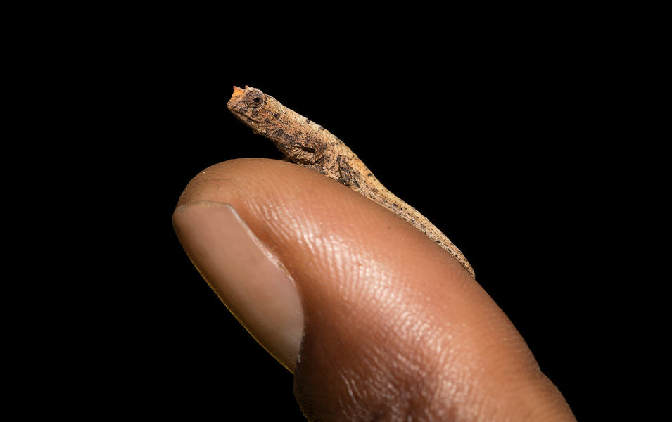 A close-up shot of a fingertip with a tiny chameleon sitting on top of it, set against a black background. 