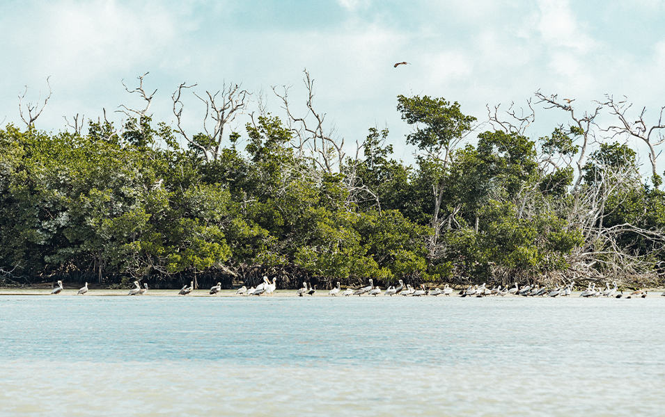 Mangrove beach in the Everglades. 