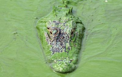 A crocodile swims through murky water in the Florida Everglades. 