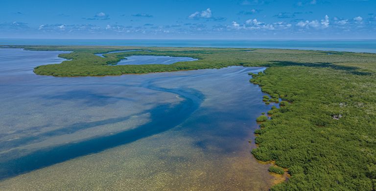 The Everglades: So Much More Than a National Park - Captain