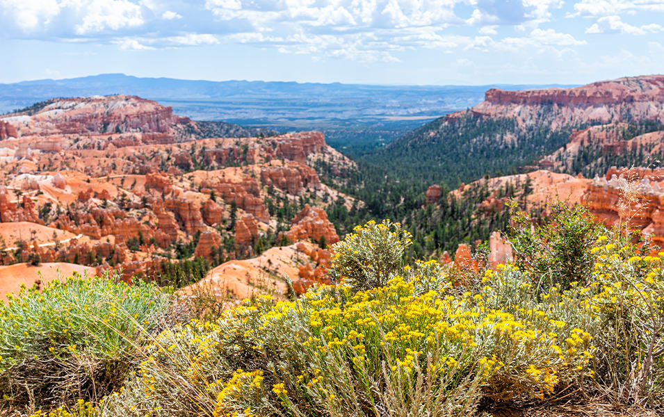 Flowering plants near a vista lookout at Bryce Canyon, Utah. 