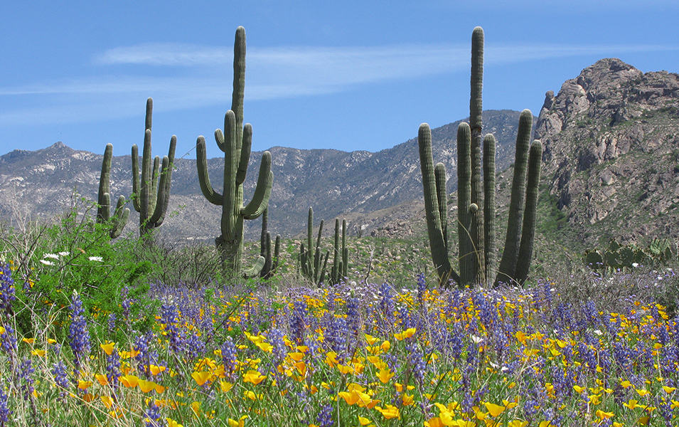Flowers blooming near cholla cactus in the Sonoran Desert, Arizona.