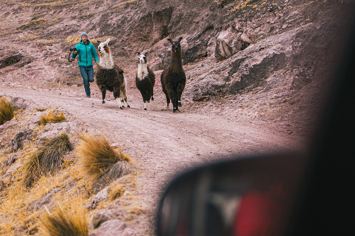 Josh with camera in hand, chasing three alpaca on a dirt road in Peru
