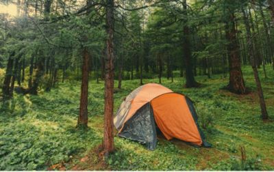 An orange tent sits in a forested area, surrounded by lush ferns and trees.