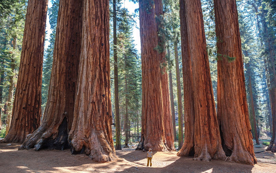 A man stands below gorgeous towering trees at Sequoia National Park in California.