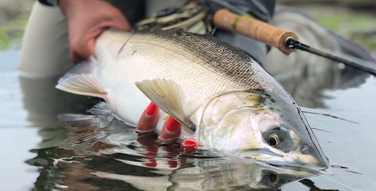 How Do You Hook More Women On Fly-Fishing? Get More Women Guides In The  Rivers With Them