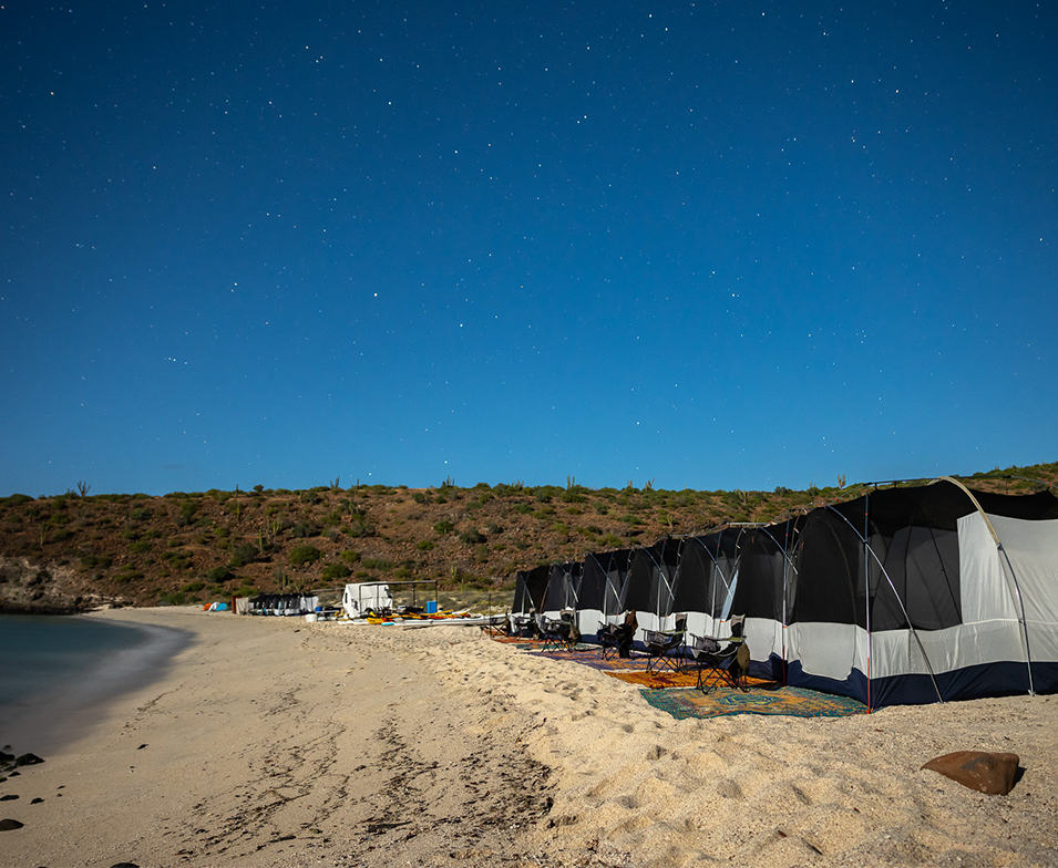A row of glamping tents lines the beach with the blue ocean to the side. 