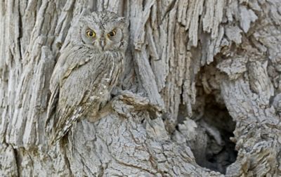 Un hibou gris et brun camouflé dans l'écorce d'un arbre.