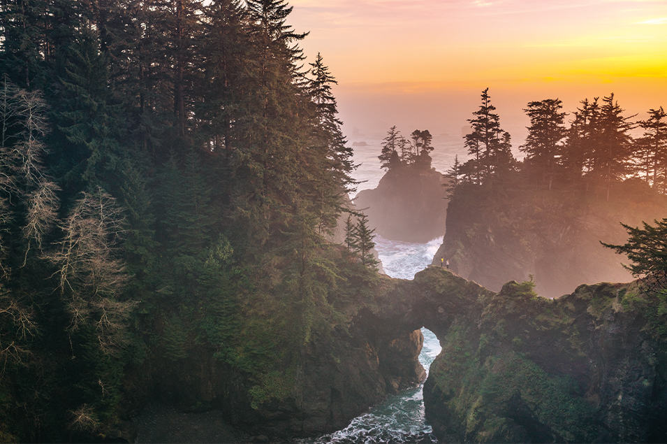A forested coastline at sunset.