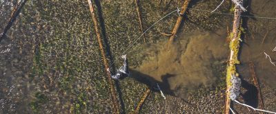An overhead shot of a fly fisherman casting a rod into the water.  