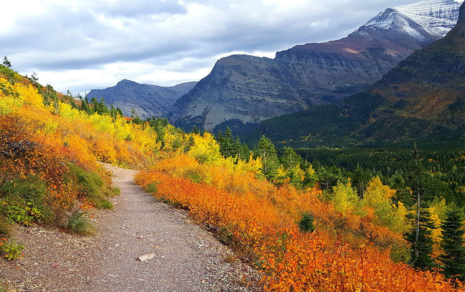 Tall mountains can be seen behind a trail of orange, yellow, and gree foliage at Glacier National Park in Montana.