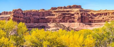Beautiful rock formations are pictured behind a row of blowing trees at Arches National Park. 