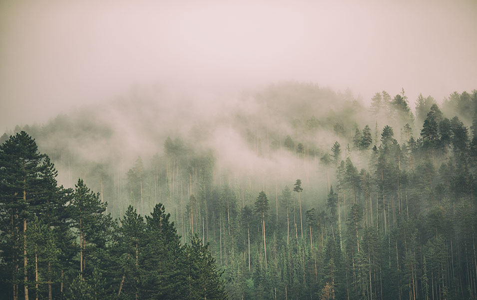 Foggy morning in a forested landscape. 