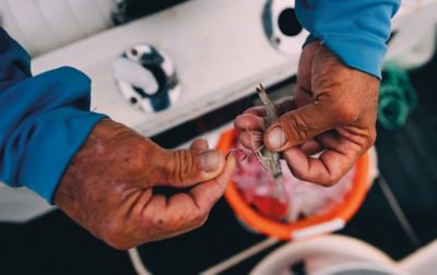 A man baits a fishing hook with a prawn.