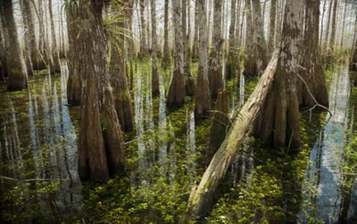 The magnificent Everglades, which are full of alligators, manatees, and more than 200 species of birds, rank among Florida’s most beautiful natural destinations.