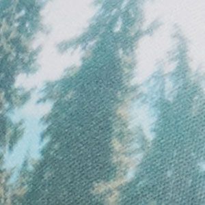 Light Lichen, White, Forest Image