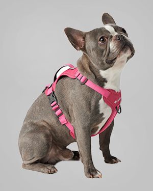 A super cute French bulldog wearing a pink Columbia harness. 