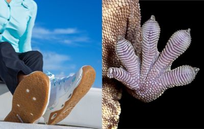 Side-by-side images show a woman wearing Columbia's gecko-inspired shoes, with a close-up of a gecko's foot sole in the second picture. 