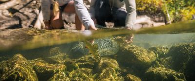 Two people releasing fish into a river.