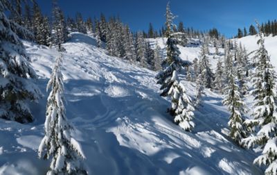 Ski and snowboard tracks crisscross a snow-covered slope. Dotting the slope are trees with branches heavy with recent snowfall.