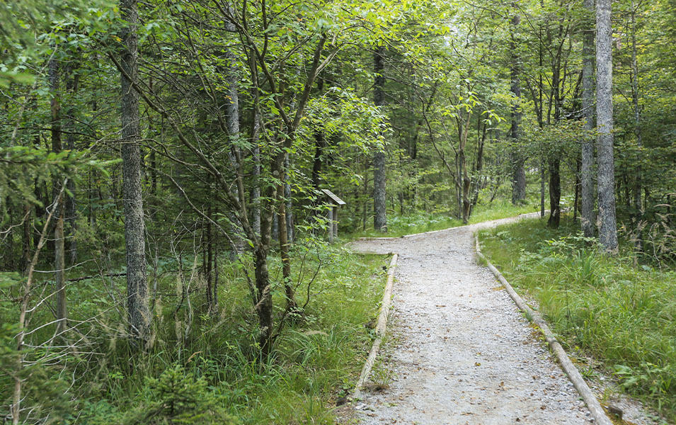 A hiking path in the woods. 