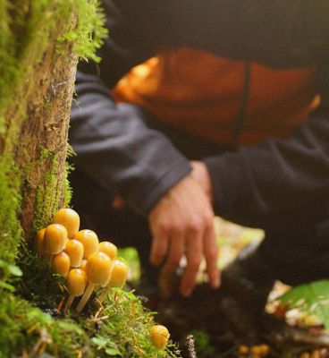 FORAGING MUSHROOMS