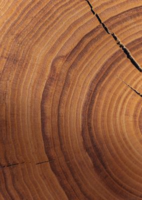 Close-up of tree rings.