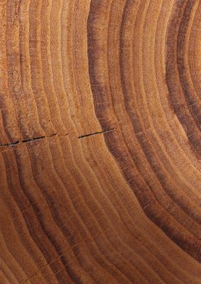 Close-up of tree rings.