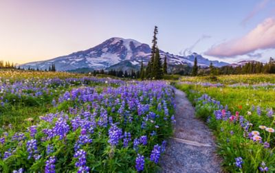 Pebble and dirt path bisects an expansive field of colorful wildflowers. In the distance is a low, snow-covered mountain. 