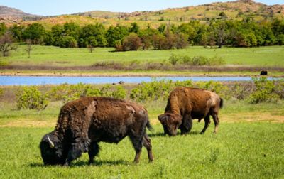 Two bison graze in a grassy meadow, while another stands on the riverbank.