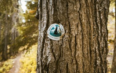 A triangular sign reading "Pacific Crest Trail National Scenic Trail" is attached to a tree trunk.