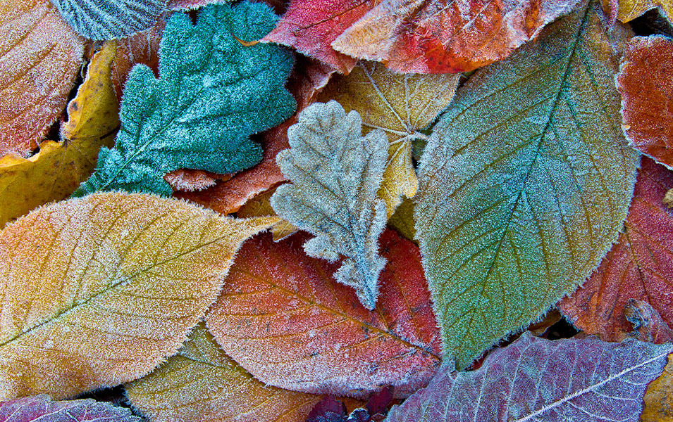 Brightly colored frozen leaves on the ground. 