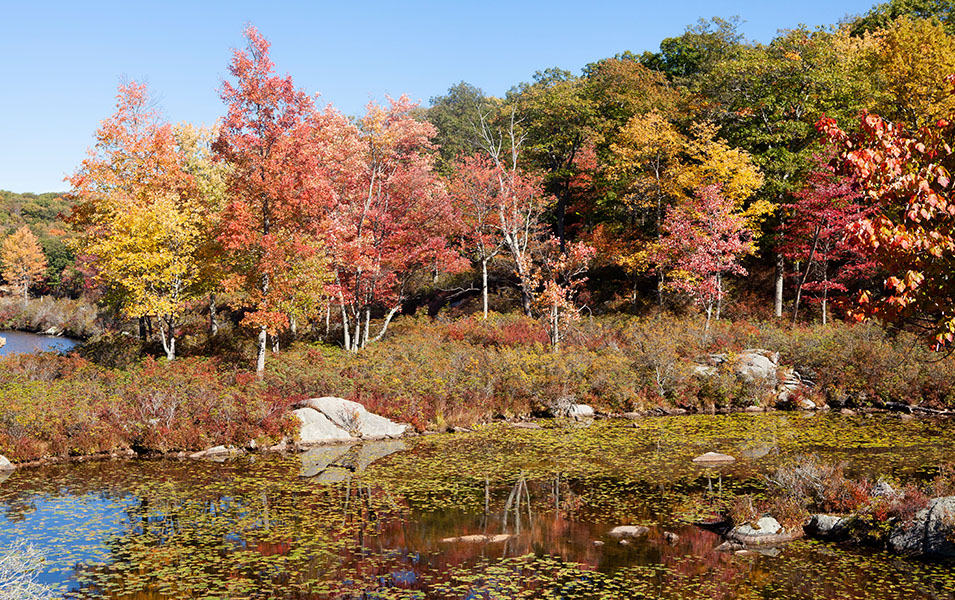 Trees with fall leaves turning colors near a lake. 