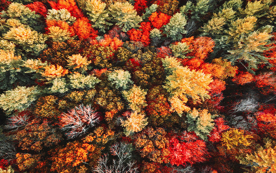 Arial view of forest full of brightly colored fall leaves.