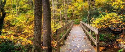 Wooden bridge in a fall forest. 