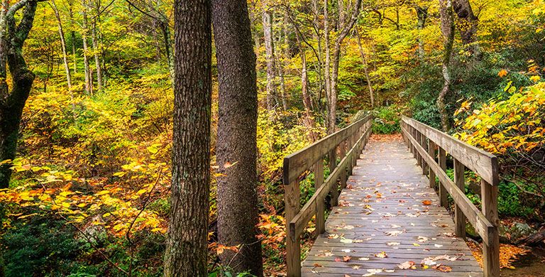 As the foliage starts to drop, hiking trails morph into magical wonderlands. Here are 6 facts about the science behind the changing of the leaves.